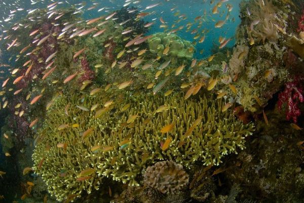 Indonesia Reef panorama of corals and fish